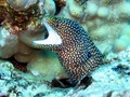 whitemouth moray