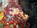Slipper Lobster