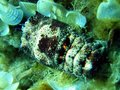 Slipper Lobster