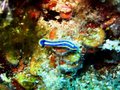 Unidentified Nudibranch