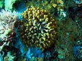 Pretty Coral