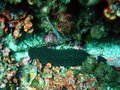 Sea Cucumber