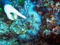Common Octopus