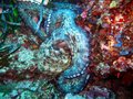 Common Octopus
