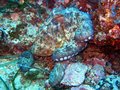 Common Octopus