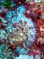 Common Octopus
