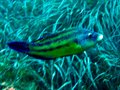 Unidentified Wrasse