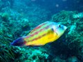 Unidentified Wrasse