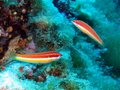 Unidentified Wrasse