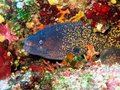 Yellowmargin Moray