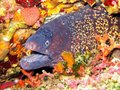 Yellowmargin Moray