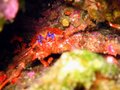 Rock Lobster (I think)
