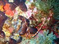 Spiny Lobster