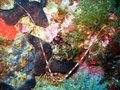 Spiny Lobster