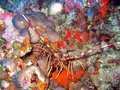 Spiny Lobster