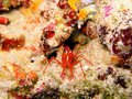 Red Shrimp