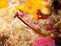Unidentified Blenny