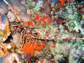 Spiny Lobster