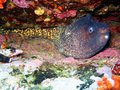 Yellowmargin Moray