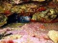 Red Shrimp with a Dead Fish