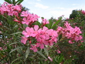 Pretty Pink Flower