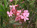 Pretty Pink Flower