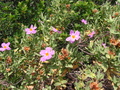 Pretty Purple Flower
