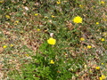 Pretty Yellow Flower
