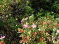 Pretty Purple Flower
