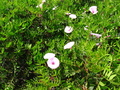 Pretty Pink Flower