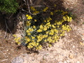 Pretty Yellow Flower