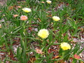 Pretty Yellow Flower