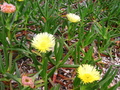 Pretty Yellow Flower