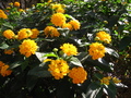 Pretty Yellow Flower
