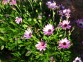 Pretty Purple Flower