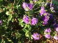 Pretty Purple Flower