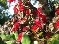 Pretty Red Flowers