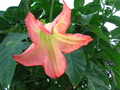 Trumpet Flower
