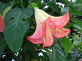 Trumpet Flower