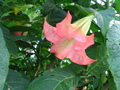 Trumpet Flower