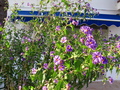 Pretty Purple Flower