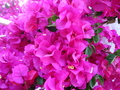 Bourganvillea