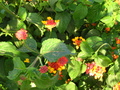 Pretty Red and Orange Flowers