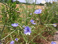 Pretty Purple Flower