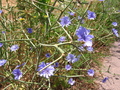 Pretty Purple Flower