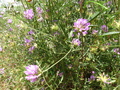 Pretty Purple Flower