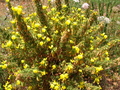 Pretty Yellow Flower