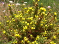 Pretty Yellow Flower