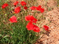 Pretty Red Flowers
