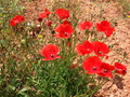 Pretty Red Flowers